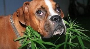 Ventajas del Uso medicinal de la Marihuana para Mascotas