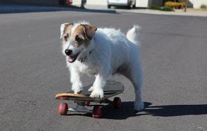 Reglas para Gozar de un Perro bien Entrenado trucos