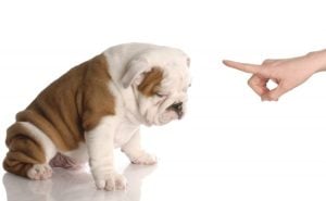 Beneficios de un Perro bien Entrenado tips
