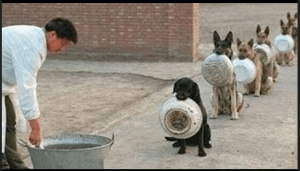 Ventajas de un Perro bien Entrenado terapias