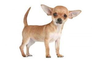 Cosas Relevantes del Perro Chihuahua meme