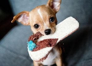 Enfermedades del Perro Chihuahua cabeza de manzana