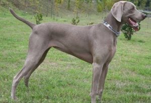 perros Weimaraner precio