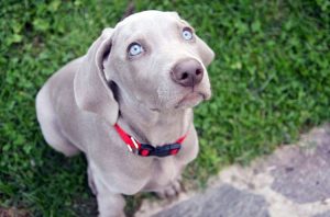 Alimentacion de los Perros Weimaraner bebes