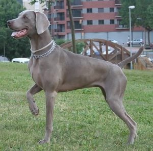 Cuidados de los Perros Weimaraner marron