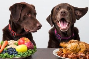 Verduras para Perros con problemas de higado
