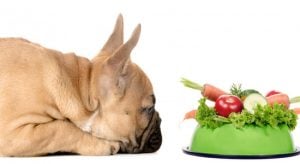 Verduras para Perros husky