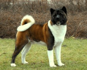 Amerikan Akita dog