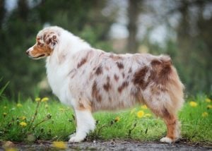 Tipos de Australian Shepherd lab mix