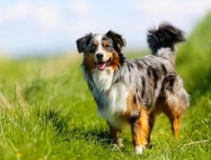 Enfermedades de los Australian Shepherd husky