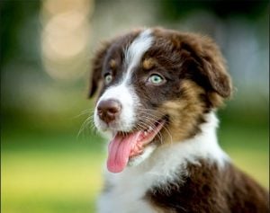 Como cuidar de un Australian Shepherd poodle mix
