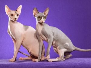 Enfermedades del gato esfinge tatuado