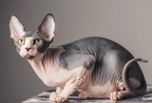 Cuidados del gato esfinge bebe