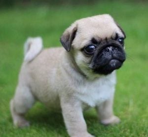 Cuidados de los perros pug en adopcion