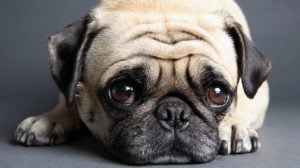Enfermedades de los perros pug negro