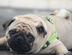 Alimentacion de los perros pug bebes