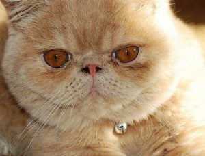 gatos persas en adopcion