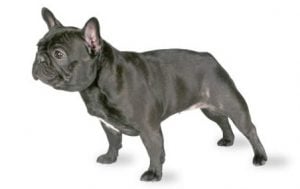 French Bulldog history