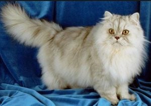 gatos persas en venta