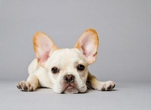 French Bulldog puppies