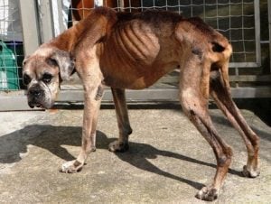 Ventajas de un suplemento para perros desnutridos