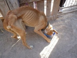 Como suminitrar un suplemento para perros desnutridos