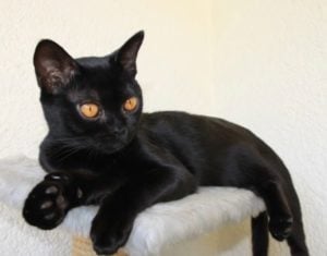 gato Bombay blanco