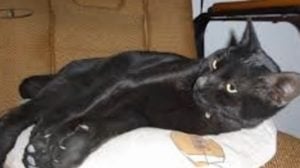 gato Bombay ojos verdes