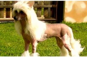 perro crestado chino pelo largo