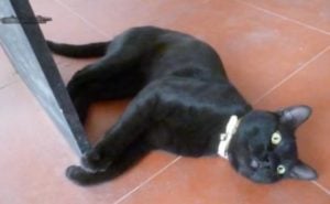 gato Bombay pelo largo