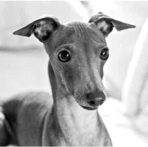 Galgo Italiano enano