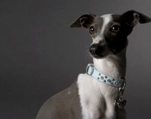 Galgo Italiano miniatura