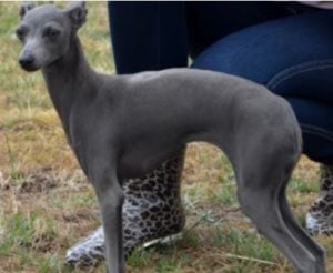 Galgo Italiano Madrid