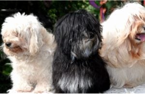 Alimentacion del Perro Sedoso de La Habana