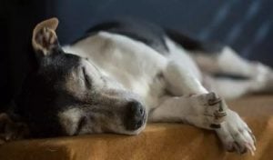 cisaprida en perros dosis