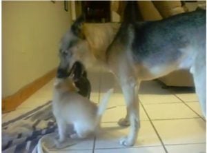 Cuidados de los Gerberian Shepsky en español