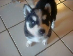 Temperamento del Gerberian Shepsky