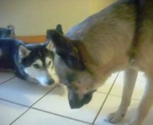 Alimentacion de los Gerberian Shepsky puppies