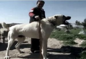 Origen del perro Kangal