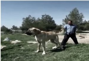 Temperamento del perro Kangal
