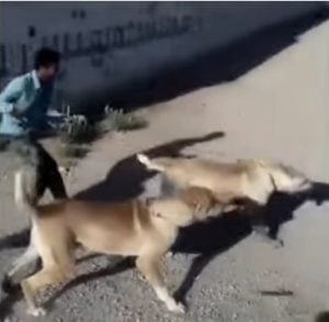 Cuidados del perro Kangal