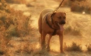 Origen del perro Tosa japonés