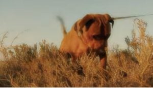 Temperamento del perro Tosa japonés