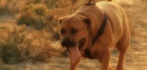 Alimentacion del perro Tosa japonés