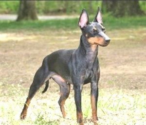 Manchester Terrier toy