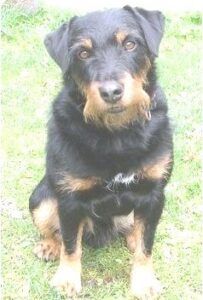Jagd terrier pelo duro