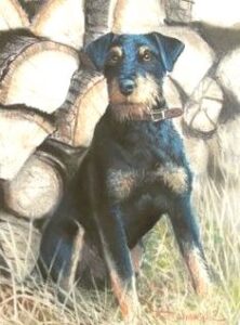 Jagd terrier venta