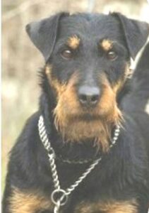 Jagd terrier chocolate