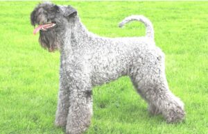 Kerry Blue Terrier for sale