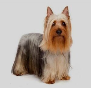 Australian Silky Terrier puppies